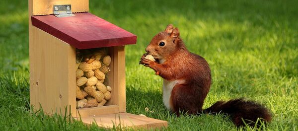 Una ardilla (imagen referencial) - Sputnik Mundo