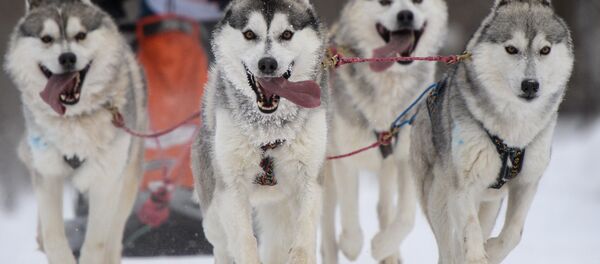 Los principales protagonistas de las competencias en trineos de perros 'Carrera Navideña 2017'. Novosibirsk, Rusia, 7 de enero de 2017. - Sputnik Mundo