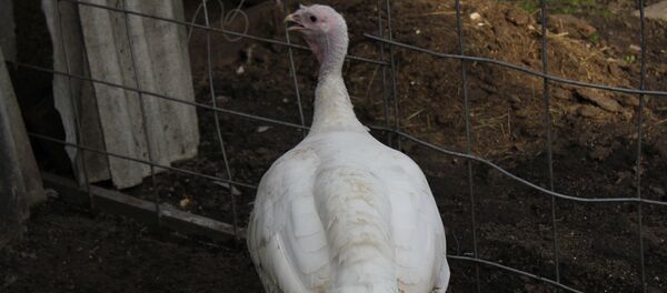 Pavo Pavo - Sputnik Mundo