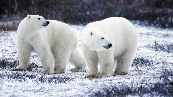 Osos polares - Sputnik Mundo