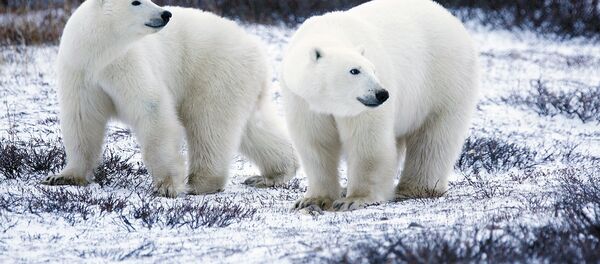 Osos polares Osos polares - Sputnik Mundo
