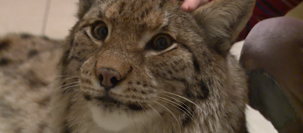 La lince Lincia de Moscú - Sputnik Mundo