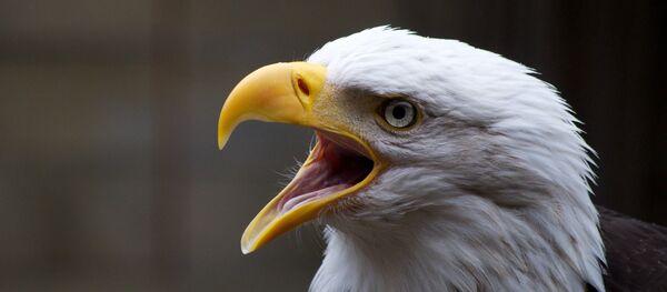 Una águila - Sputnik Mundo