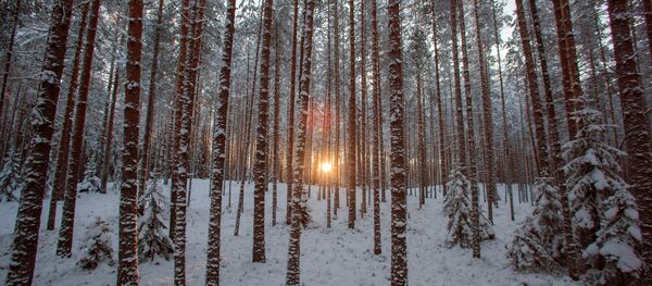 El bosque invernal - Sputnik Mundo