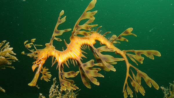 Leafy Seadragon on Kangaroo Island taken with Nikon D300 in Ikelite Housing with auxiliary flash and Nikon 10-24mm lens - Sputnik Mundo