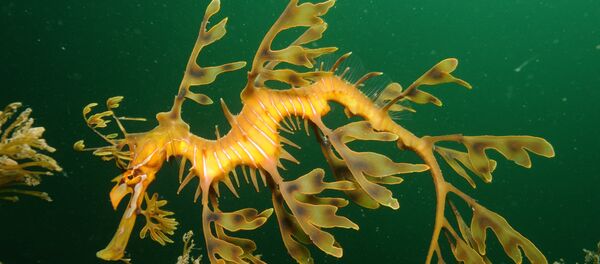 Leafy Seadragon on Kangaroo Island taken with Nikon D300 in Ikelite Housing with auxiliary flash and Nikon 10-24mm lens - Sputnik Mundo