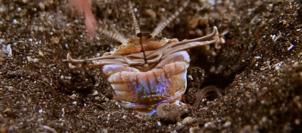 Gusano Bobbitt - Sputnik Mundo