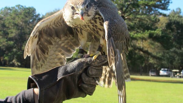 CENTER FOR BIRDS OF PREY - Sputnik Mundo