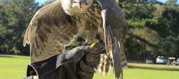 CENTER FOR BIRDS OF PREY - Sputnik Mundo