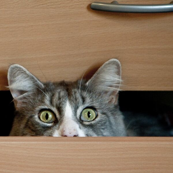 Gato escondido - Sputnik Mundo