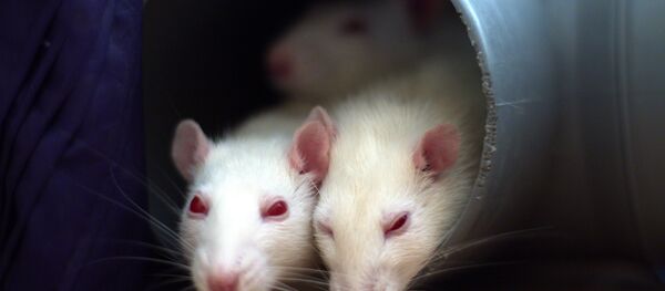 Ratas de laboratorio - Sputnik Mundo