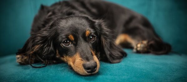 Un perro de la raza dachshund - Sputnik Mundo
