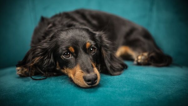 Un perro de la raza dachshund - Sputnik Mundo