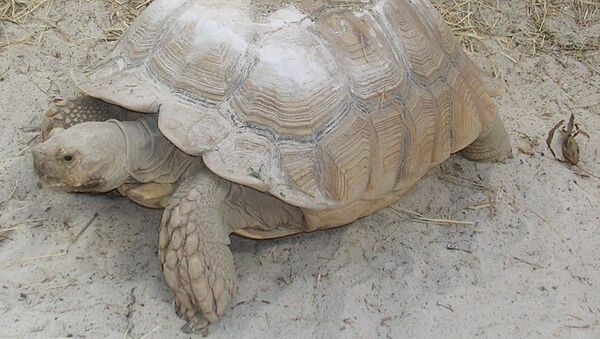 Tortuga de espolones africana - Sputnik Mundo