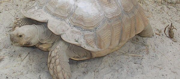Tortuga de espolones africana - Sputnik Mundo