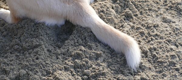 Cola de perro (imagen referencial) - Sputnik Mundo