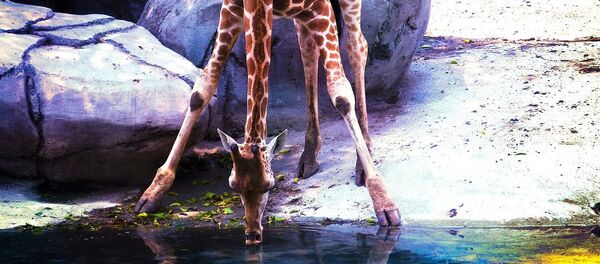 Una jirafa Una jirafa - Sputnik Mundo