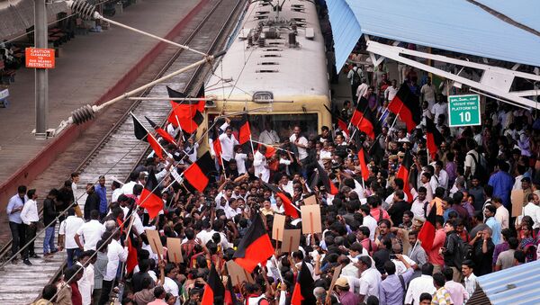 Protestas contra la prohibición de la tradición India Jallikattu - Sputnik Mundo