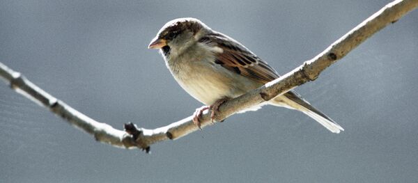 Gorrión - Sputnik Mundo