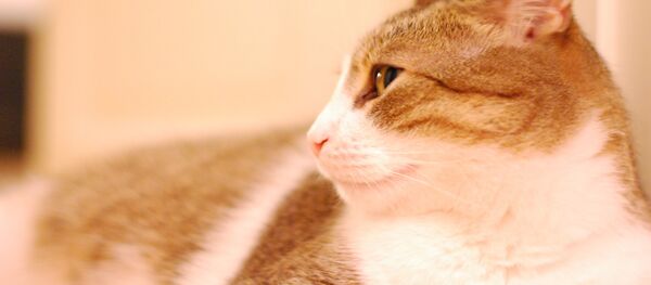 Un gato - Sputnik Mundo