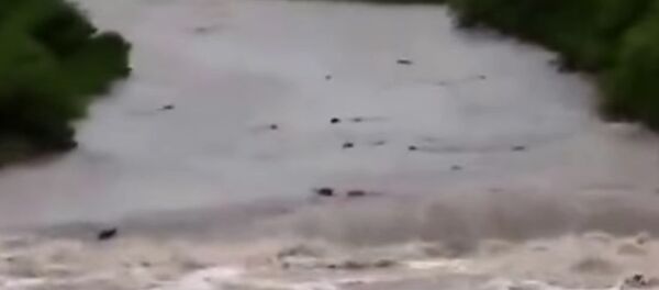 Cows are washed to their deaths by Argentina flash flood - Sputnik Mundo