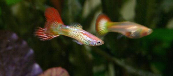 Una pareja de peces guppy - Sputnik Mundo