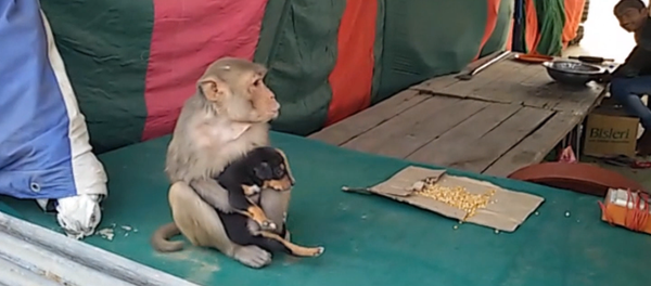 Una mona adopta a un cachorro abandonado - Sputnik Mundo