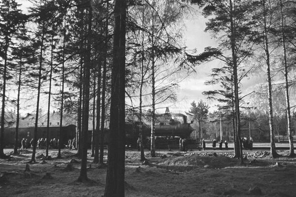 En enero de 1943, a Leningrado llegaron cuatro vagones de gatos que limpiaron la ciudad de ratas y otros roedores - Sputnik Mundo