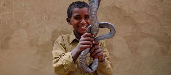 Encantadores de serpientes: una especie en peligro de extinción - Sputnik Mundo