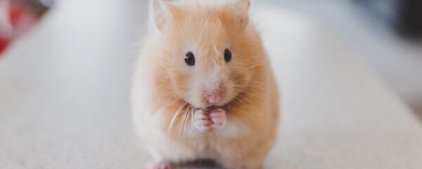 Hámster - Sputnik Mundo