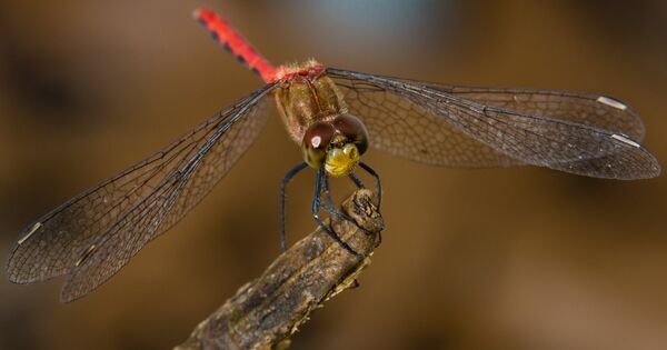 Una libélula Una libélula - Sputnik Mundo