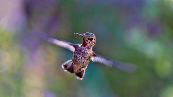 Colibrí Colibrí - Sputnik Mundo