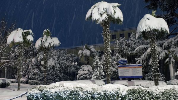 Las palmeras cubiertas de nieve en Yalta Las palmeras cubiertas de nieve en Yalta - Sputnik Mundo