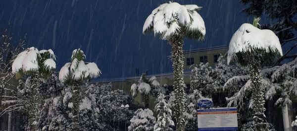 Las palmeras cubiertas de nieve en Yalta Las palmeras cubiertas de nieve en Yalta - Sputnik Mundo