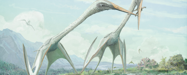 Pterosaurio - Sputnik Mundo