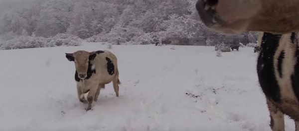 Vacas en un prado nevado - Sputnik Mundo
