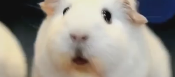 El cuy que entendió el sentido de la vida El cuy que entendió el sentido de la vida - Sputnik Mundo