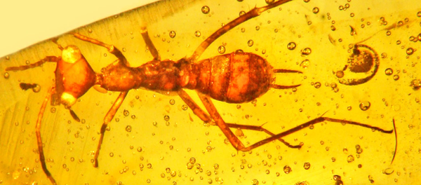 Insecto prehistórico Aethiocarenus burmanicus Insecto prehistórico Aethiocarenus burmanicus - Sputnik Mundo