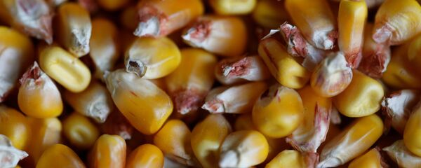Granos de maíz (imágen referencial) - Sputnik Mundo