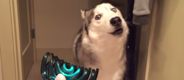 Un husky con una pinza de pelo - Sputnik Mundo