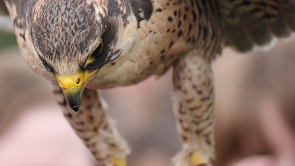 Lanner Falcon - Sputnik Mundo