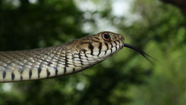 Serpiente de la especie Ptyas mucosa - Sputnik Mundo