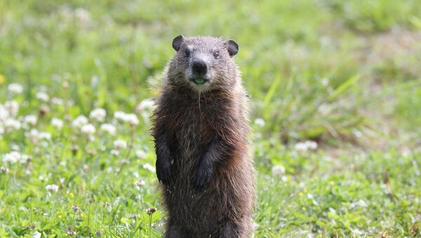 Una marmota - Sputnik Mundo