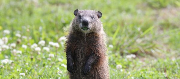 Una marmota - Sputnik Mundo