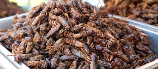 Cucarachas comestibles Cucarachas comestibles - Sputnik Mundo