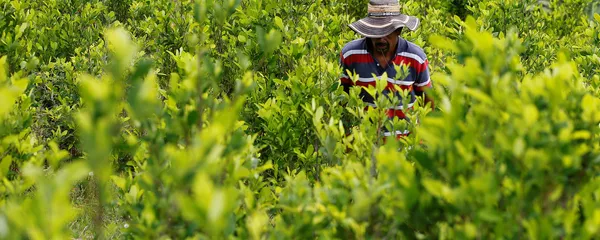Cultivación de coca Cultivación de coca - Sputnik Mundo