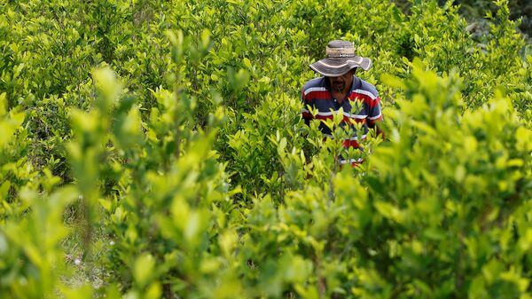 Cultivo de hoja de coca  - Sputnik Mundo