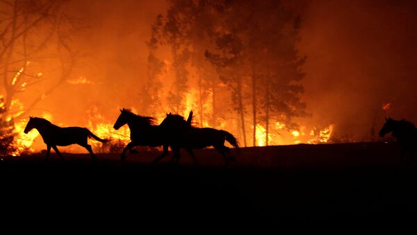 Incendios forestales en Chile - Sputnik Mundo