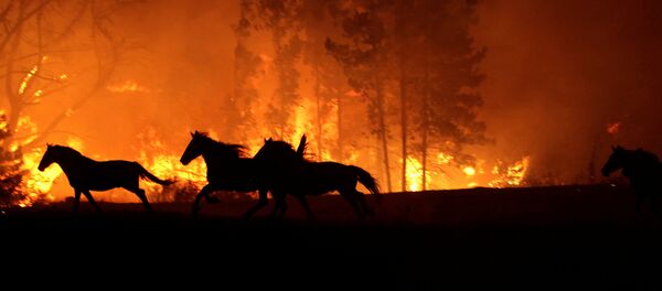 Incendios forestales en Chile - Sputnik Mundo