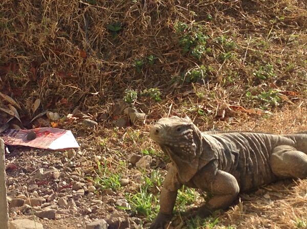 Una iguana toma el sol en Guantánamo, Cuba.  - Sputnik Mundo